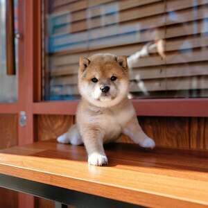 Shiba Inu dog | PostAds PH