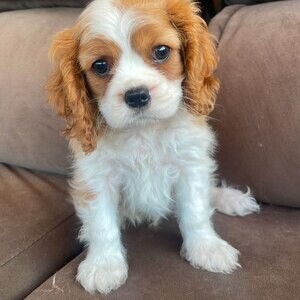 King Charles Dog | PostAds PH