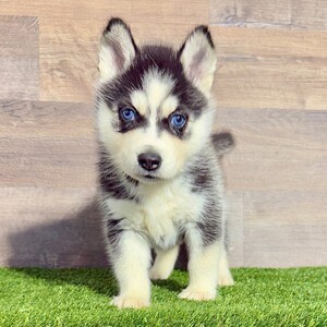 Love Siberian Husky Dog | PostAds PH