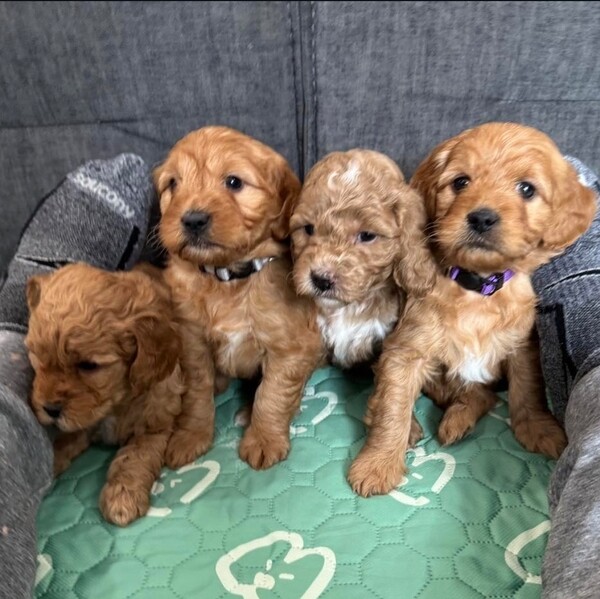 Cockapoo dogs | PostAds.ph