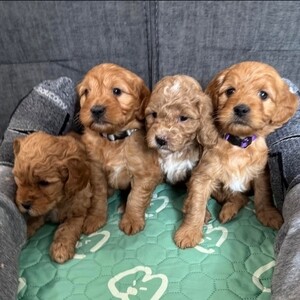 Cockapoo dogs | PostAds PH