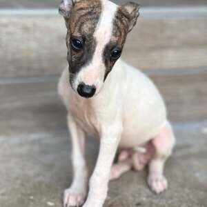 Whippet Dog | PostAds PH