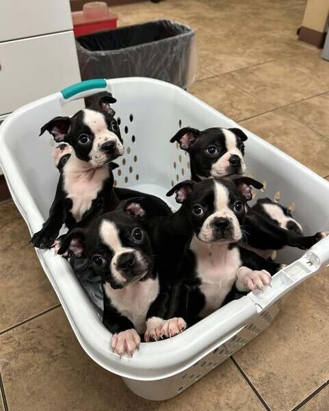 Boston Terrier Dogs