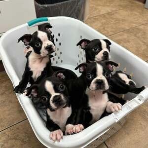Boston Terrier Dogs | PostAds PH