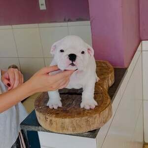 White English Bulldog | PostAds PH