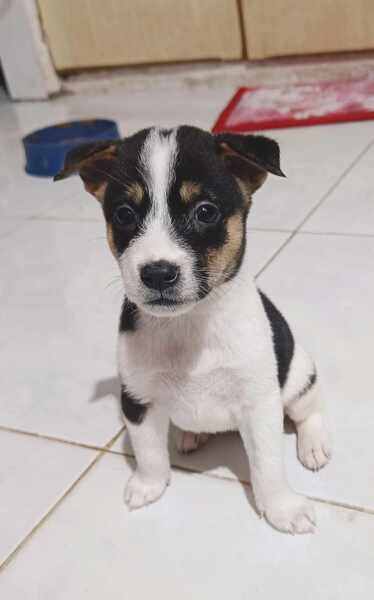 Jack Russel Terrier x Japanese spitz