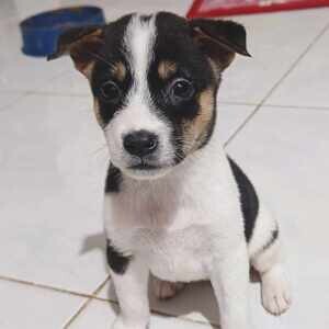 Jack Russel Terrier x Japanese spitz | PostAds PH