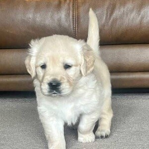 Golden retriever | PostAds PH