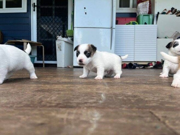 Jack russell