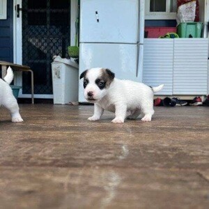 Jack russell | PostAds PH