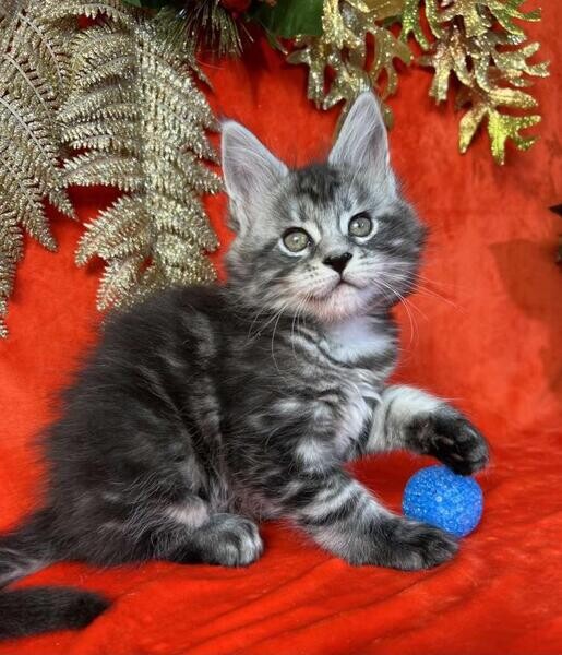 Blue silver smoke Mainecoon