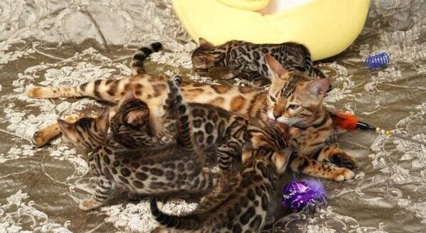 Bengal kittens Available