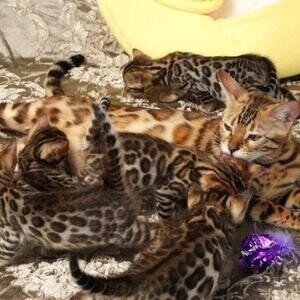 Bengal kittens Available | PostAds PH