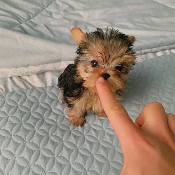 Yorkie dog