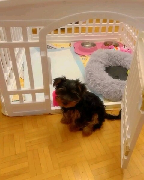Sweet Love Yorkie puppies