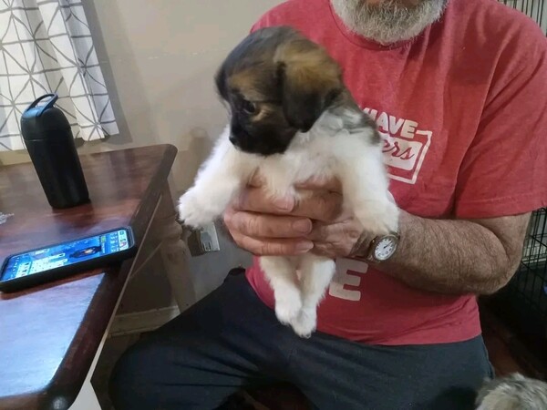 Shihtzu dog