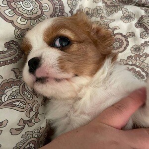 Amazing paws | PostAds PH