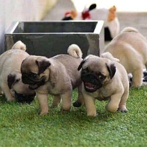 Bulldogs pups | PostAds PH