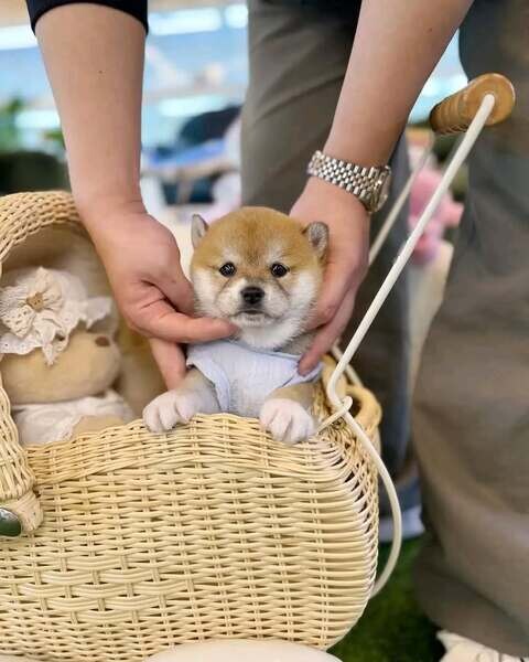 Shiba Inu Viber   +63 9128023780