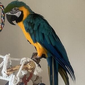 Blue and Gold Macaw parrots | PostAds PH