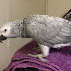 A Pair of Talking African Grey Parrots | PostAds PH