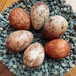 Parrots And Fertile Parrot Eggs For Sale | PostAds PH