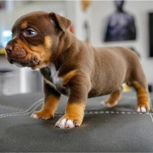 Cute American Bullies. ππ Viber: +237 6 78 87 31 99 | PostAds PH