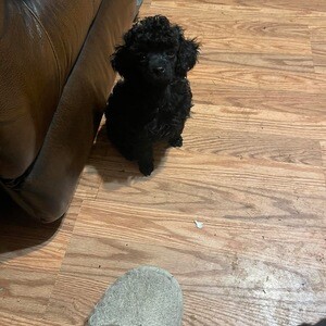 Toy poodle Viber: +237 6 78 87 31 99 | PostAds PH