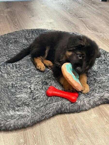 Beautiful German shepherd puppies for sale 