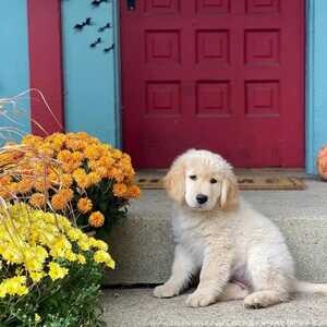 Adorable Ready Now - Golden Retriever puppies | PostAds PH