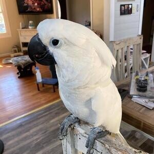 Umbrella Cockatoo parrots Available For Sale | PostAds PH