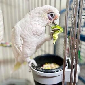 Two amazing Cockatoo white parrots available | PostAds PH