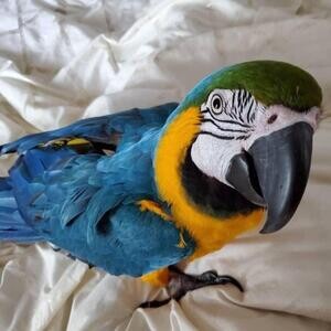 Healthy Hybrid Catalina Macaw Parrots | PostAds PH