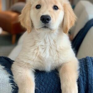 Quality KC Registered Golden Retriever Puppies | PostAds PH