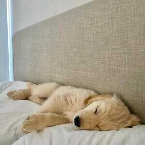 Beautiful Registered Golden Retriever Puppies | PostAds PH