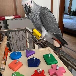 Trained male and female African grey parrots available sale | PostAds PH