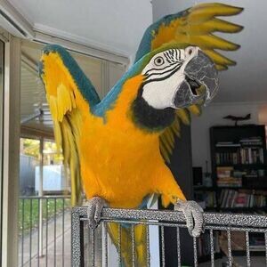 Beautiful Harlegold Macaw Parrots | PostAds PH