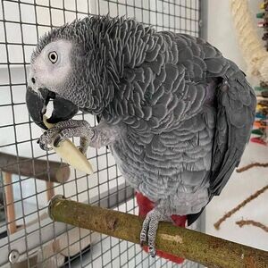 Amazing African Grey Parrots available for sale | PostAds PH