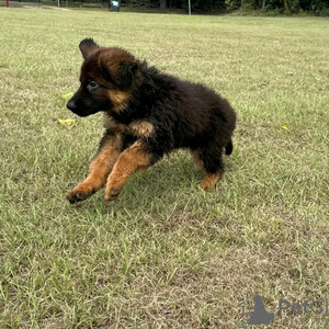 Germany shepherd puppies looking For a Good Home | PostAds PH