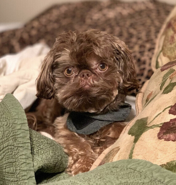 Amazing companion shih Tzu puppies for sale