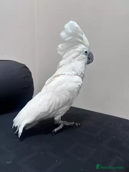 Very friendly talking male Cockatoo for sale