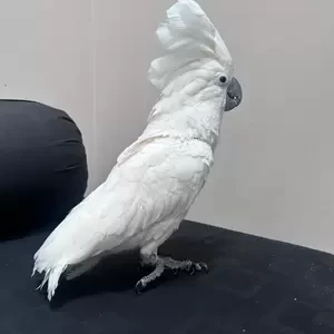 Very friendly talking male Cockatoo for sale | PostAds PH