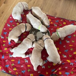 KC Golden Retriever Puppies | PostAds PH