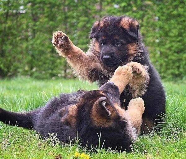 Big Bones German Shepherd Puppies 