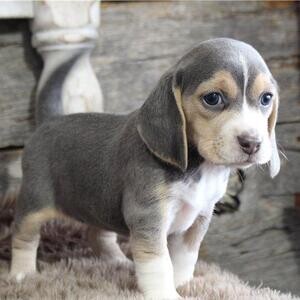 Pockets Tri-Colors Beagle Puppies | PostAds PH