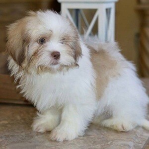 Maltipoo puppies Viber: +237 6 78 87 31 99 | PostAds PH