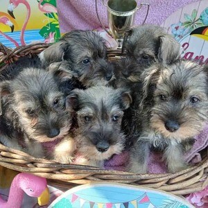 Mini Schnauzer Puppies. Viber: 00237 653 81 7429 | PostAds PH