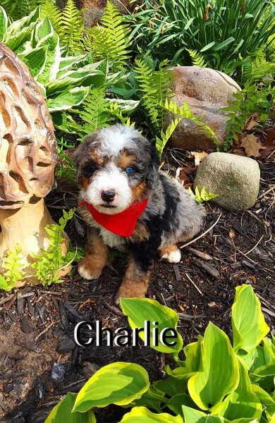Mini Bernedoodle puppies. Viber: 00237 653 81 7429
