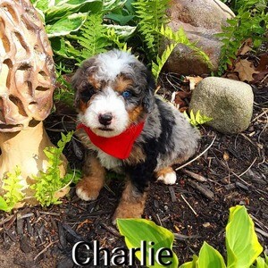 Mini Bernedoodle puppies. Viber: 00237 653 81 7429 | PostAds PH
