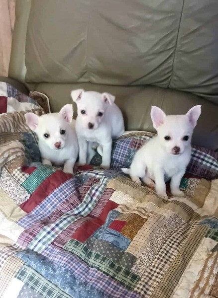 Adorable Snow White Chihuahua puppies. Viber: 00237 653 81 7429